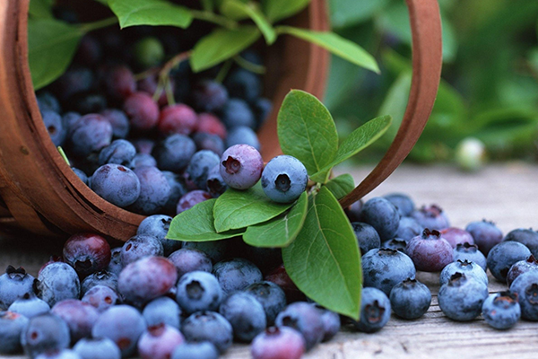 blueberry-img